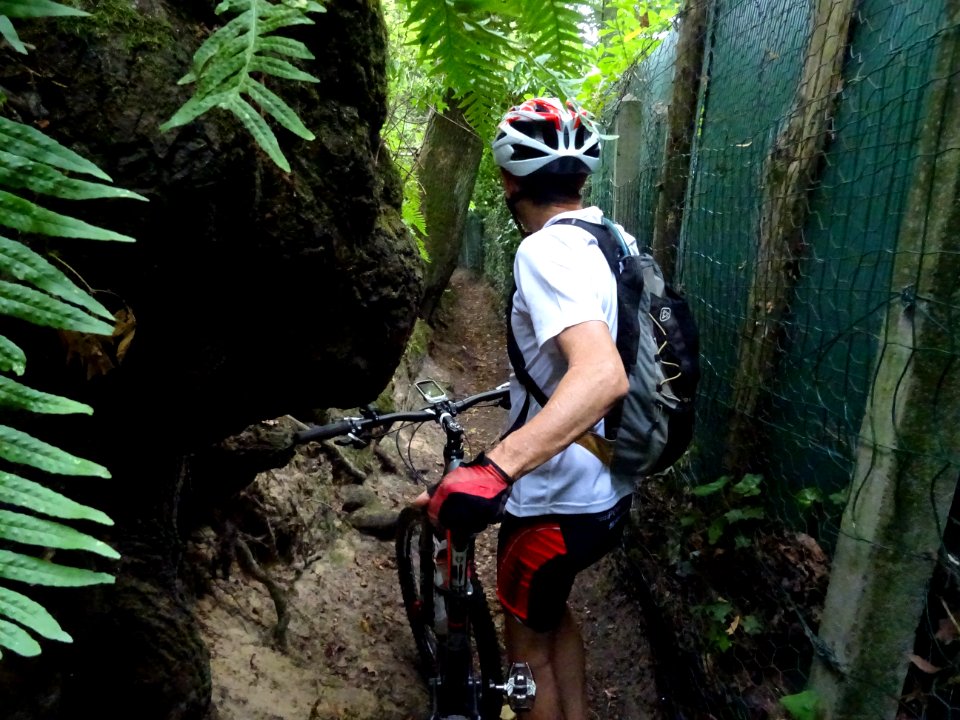 Un passage étroit entre un arbre imposant et une clôture g… 