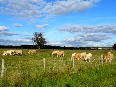 Vaches et veaux au pré 