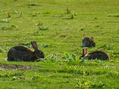 Lapins sur le golf de Saint-Quentin-en-Yvelines 