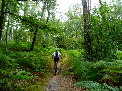 Single track à travers les bouleaux, les chênes, les sorbi… 