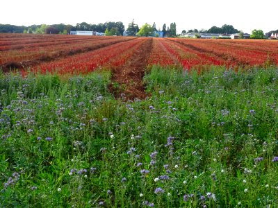 Champ de Phacélie à feuilles de tanaisie, Boraginacées et … 