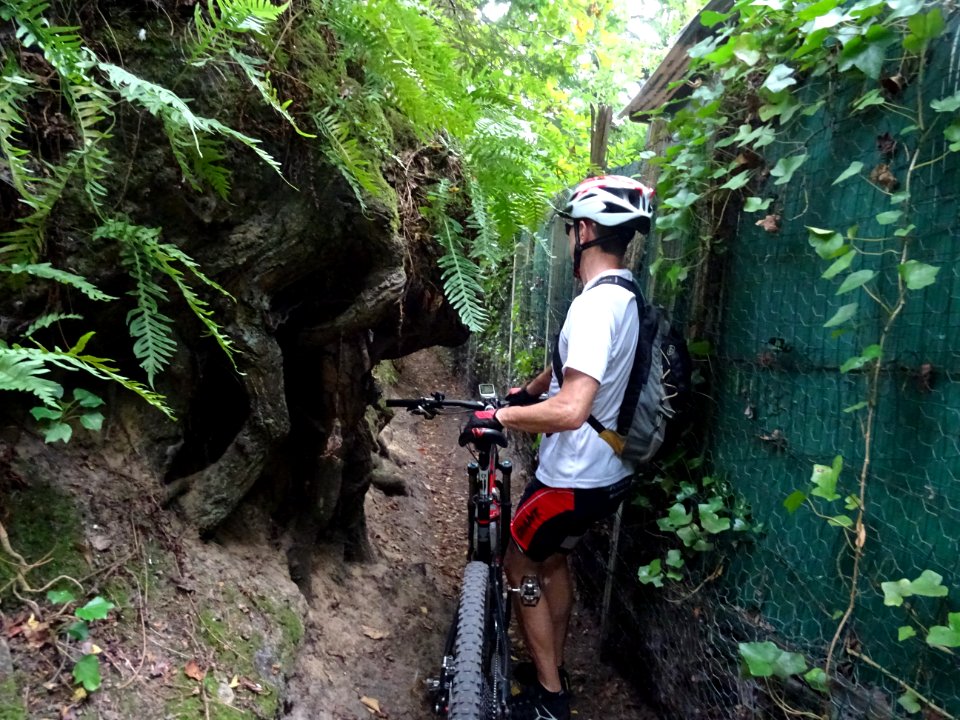 Un passage étroit entre un arbre imposant et une clôture g… 