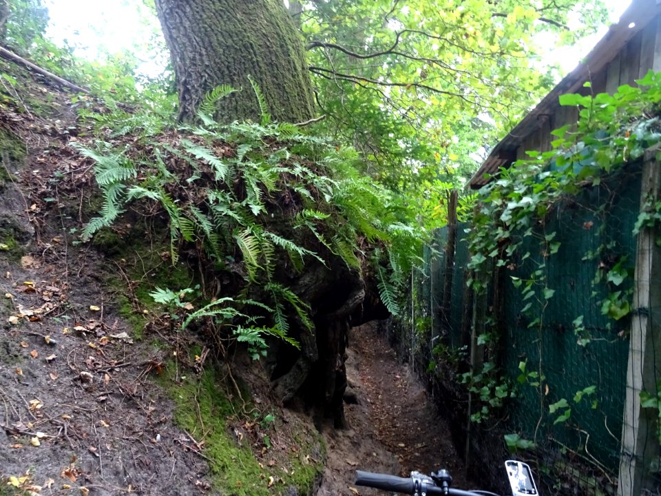 Un passage étroit entre un arbre imposant et une clôture g… 