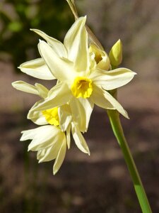 Daffodil flower detail photo