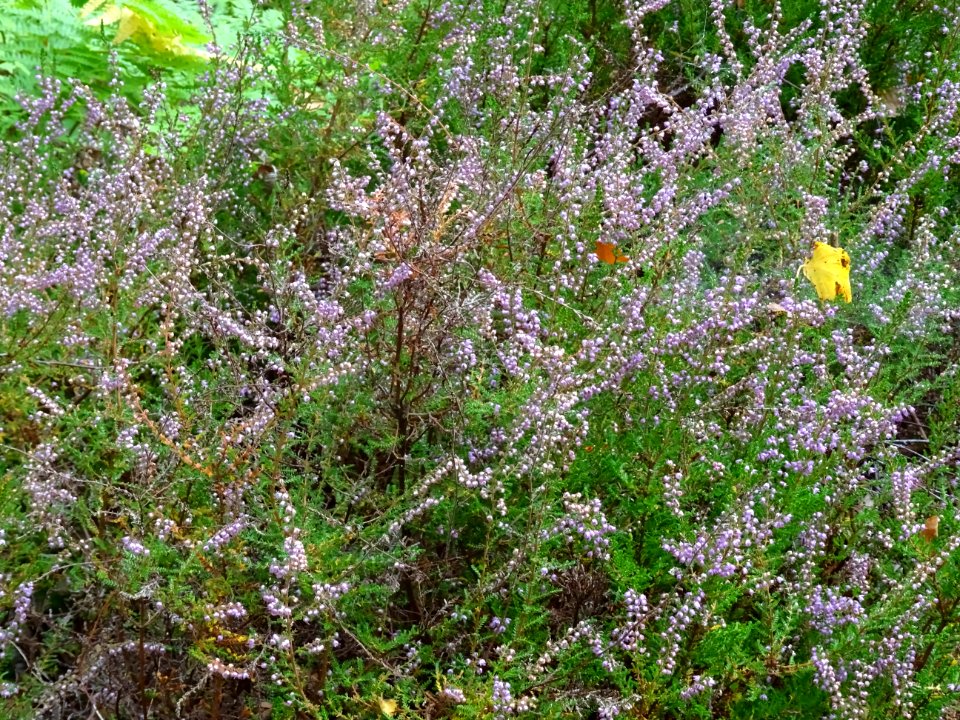 Bruyère commune ou Callune, Calluna vulgaris, Ericacées 