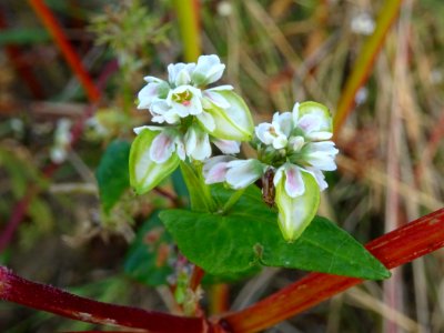 Sarrasin ou Blé noir, Fagopyrum esculentum, Polygonacées 