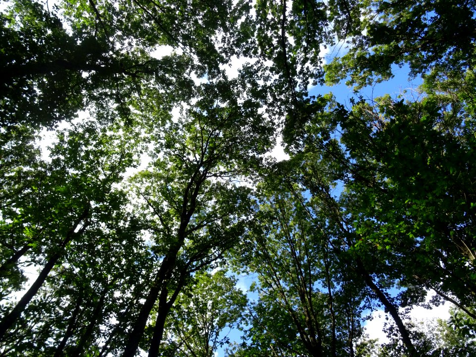 Silhouettes des arbres ... le coin de ciel bleu est anecdo… 