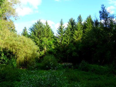 Saules pleureurs et sapins 