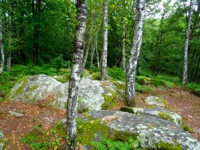 Très beau coin avec des rochers affleurant 