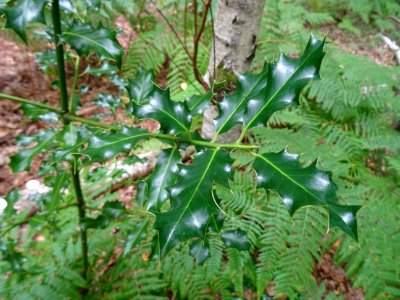 Houx commun, Ilex aquifolium, Aquifoliacées 