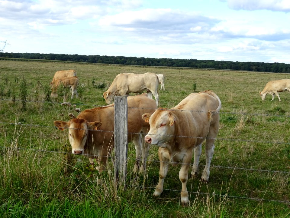 Vaches et veaux au pré 