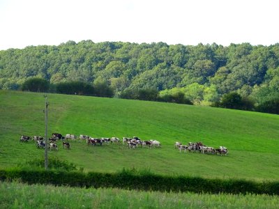 Vaches au pré 