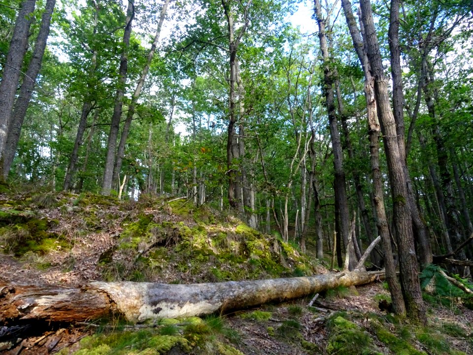 Arbre mort, mousses et sphaignes 