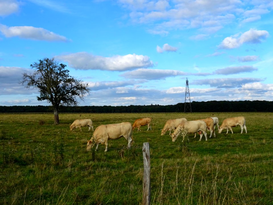 Vaches et veaux au pré 