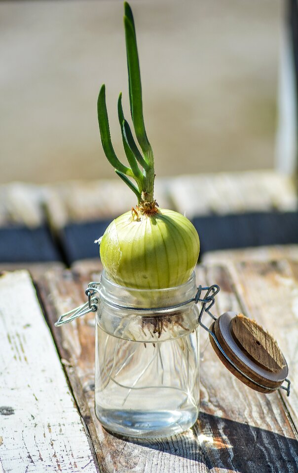 Green food vegetable