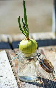 Green food vegetable