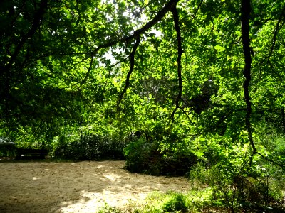 Les rayons du soleil éclairent le feuillage des chênes 