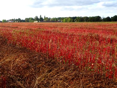 Champ déjà récolté de Sarrasin ou Blé noir, Fagopyrum escu… 