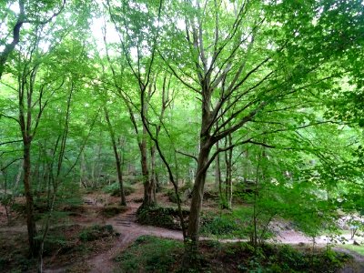 De magnifiques hêtres, Vaux de Cernay 