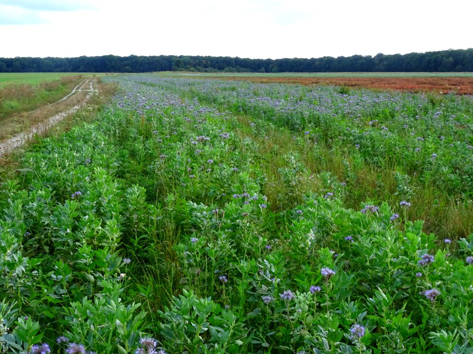 Phacélie à feuilles de tanaisie, Phacelia tanacetifolia, B… 