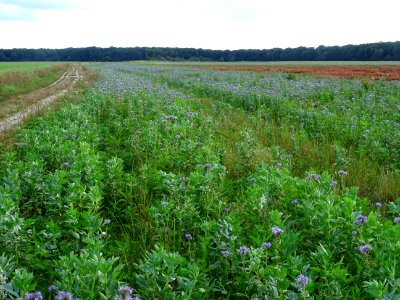 Phacélie à feuilles de tanaisie, Phacelia tanacetifolia, B… 