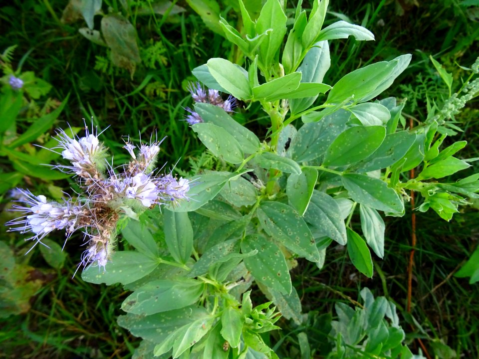 Phacélie à feuilles de tanaisie, Phacelia tanacetifolia, B… 
