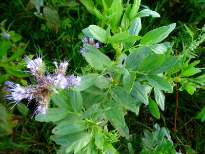 Phacélie à feuilles de tanaisie, Phacelia tanacetifolia, B… 