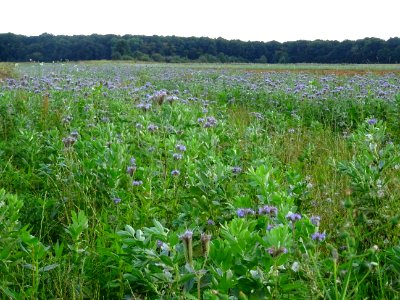 Phacélie à feuilles de tanaisie, Phacelia tanacetifolia, B… 