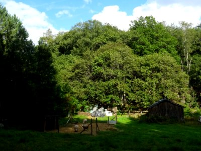 Des moutons 