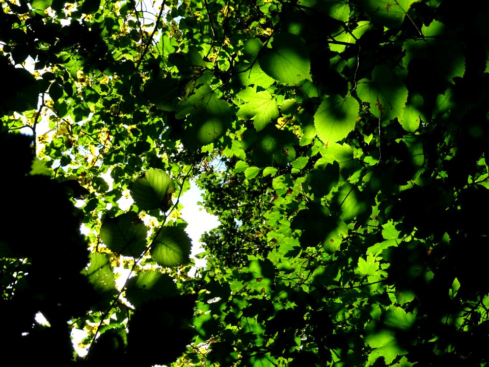 La lumière du soleil dans le feuillage des érables et des … 