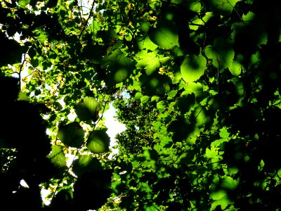 La lumière du soleil dans le feuillage des érables et des … 