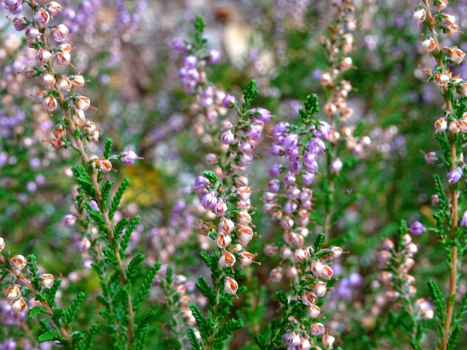 Bruyère commune ou Callune, Calluna vulgaris, Ericacées 