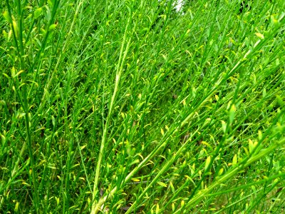Genêt à balais, Cytisus scoparius, Fabacées 