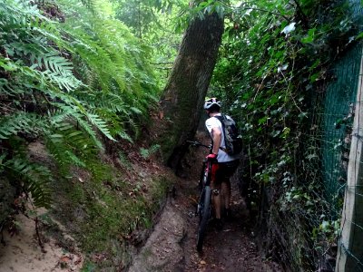 Suite du passage étroit entre un arbre imposant et une clô… 