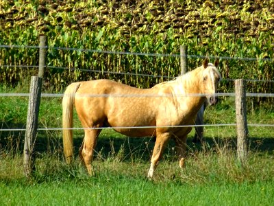 Chevaux au pré, Brauvilliers, Meuse 