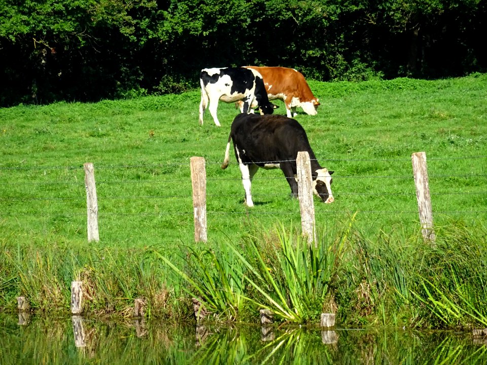 Vaches au pré entre Bazincourt-sur-Saulx et Lavincourt, Me… 