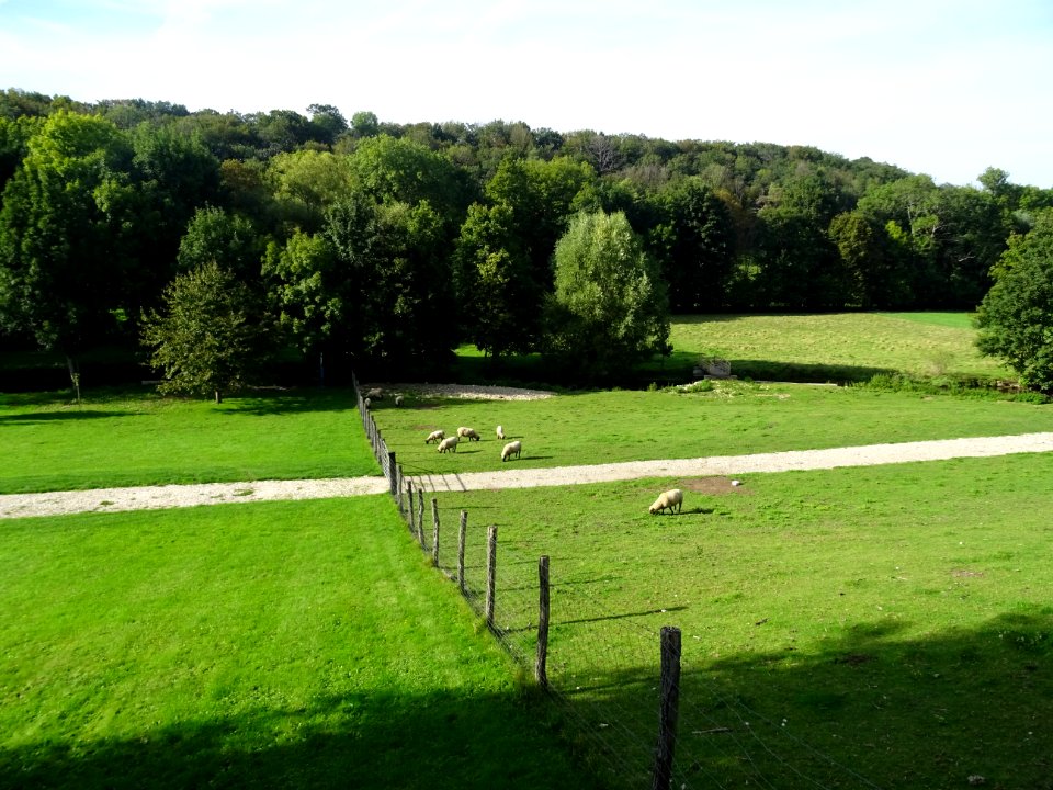 Moutons au pré, Crenay, Haute-Marne 