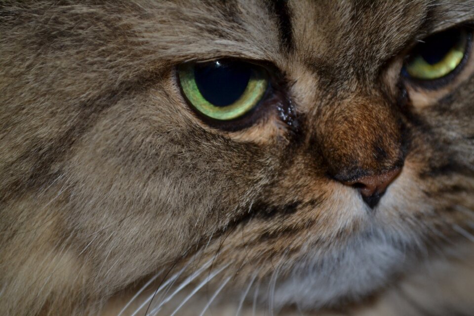 Domestic cat animal portrait persians