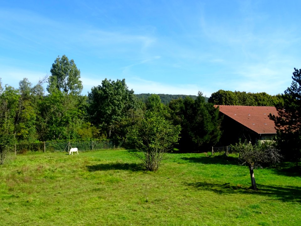 Poney au pré, Vecqueville, Haute-Marne 