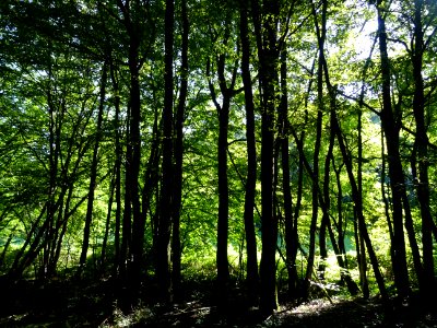Ombre et lumière dans le sous-bois, entre Brauvilliers, Me… 