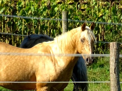 Chevaux au pré, Brauvilliers, Meuse 