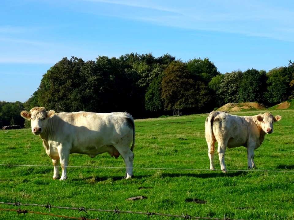 Vaches au pré à la ferme du Chêne, entre Bar-le-Duc et Mon… 