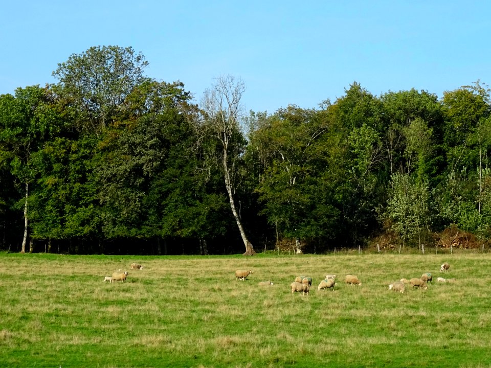 Moutons entre Bar-le-Duc et Montplonne, Meuse 