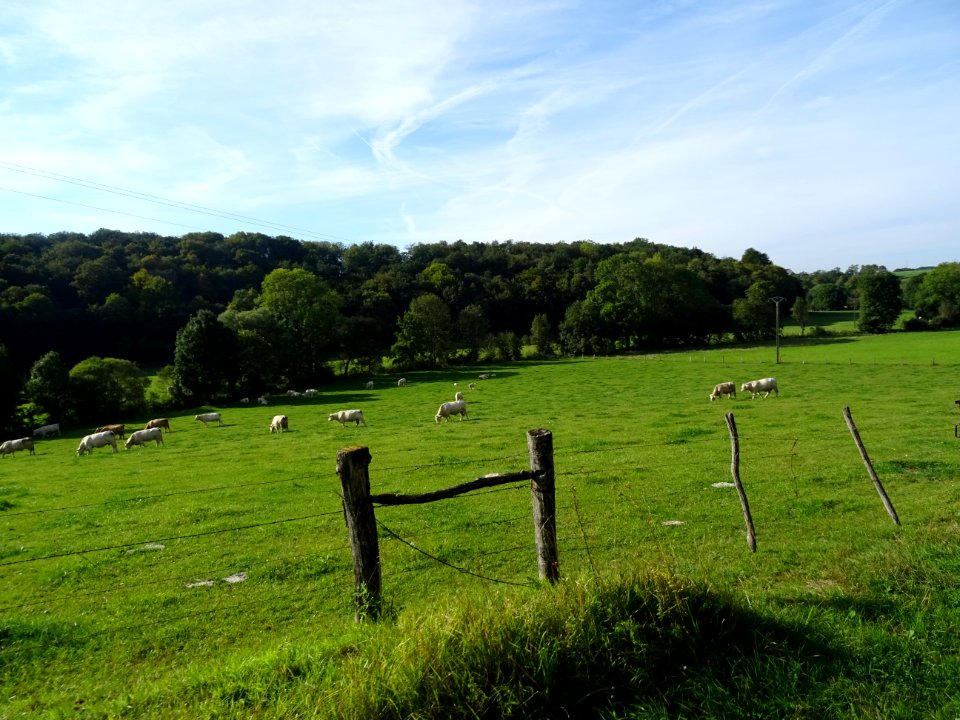 Vaches au pré entre Neuilly-sur-Suize et Crenay, Haute-Mar… 