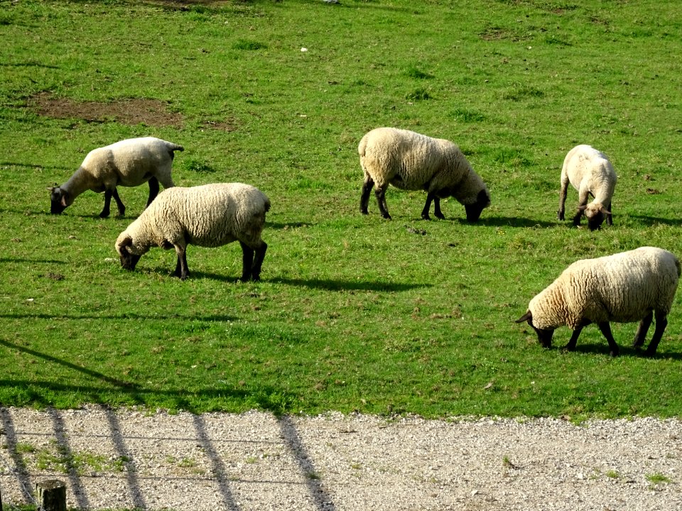 Moutons au pré, Crenay, Haute-Marne 