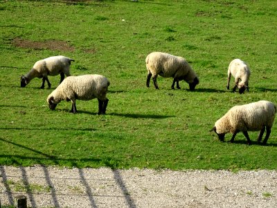 Moutons au pré, Crenay, Haute-Marne 