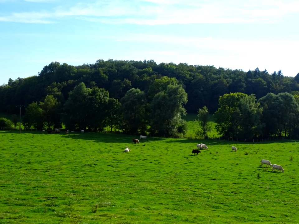 Vaches au pré entre Neuilly-sur-Suize et Crenay, Haute-Mar… 