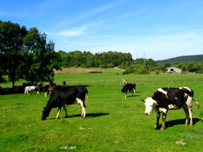 Vaches au pré avant Vignory, Haute-Marne 