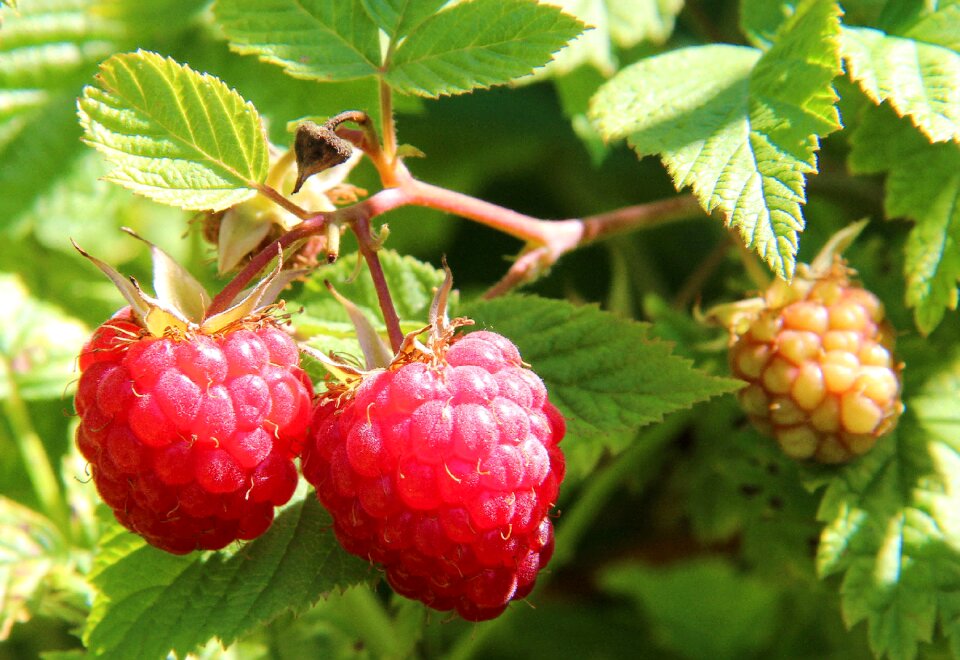 Raspberry bush food closeup