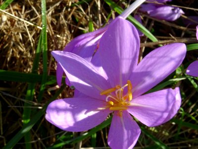 Colchique d'automne, Colchicum autumnale, Colchicacées 